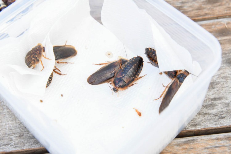 ゴキブリ炒飯に玉虫スイーツ 美味しい昆虫料理で 食 の未来を考える Kindai Picks