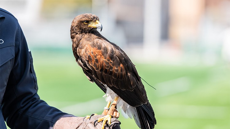 カラス対策にタカを放つ 害鳥駆除で話題の 鷹匠 を呼んでみた Kindai Picks